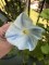 morning glories, balcony garden, vining&nbsp;flowers