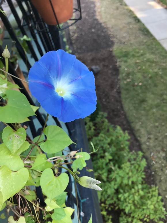 morning glories, balcony garden, vining flowers