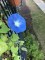 morning glories, balcony garden, vining&nbsp;flowers