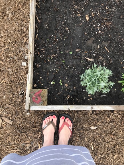 plot 6, forest park community garden, raised bed gardening, square foot garden, community garden, #plot6