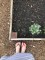 plot 6, forest park community garden, raised bed gardening, square foot garden, community garden,&nbsp;#plot6