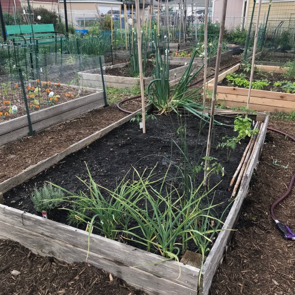 plot 6, forest park community garden, raised bed gardening, square foot garden, community garden, #plot6