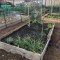 plot 6, forest park community garden, raised bed gardening, square foot garden, community garden,&nbsp;#plot6