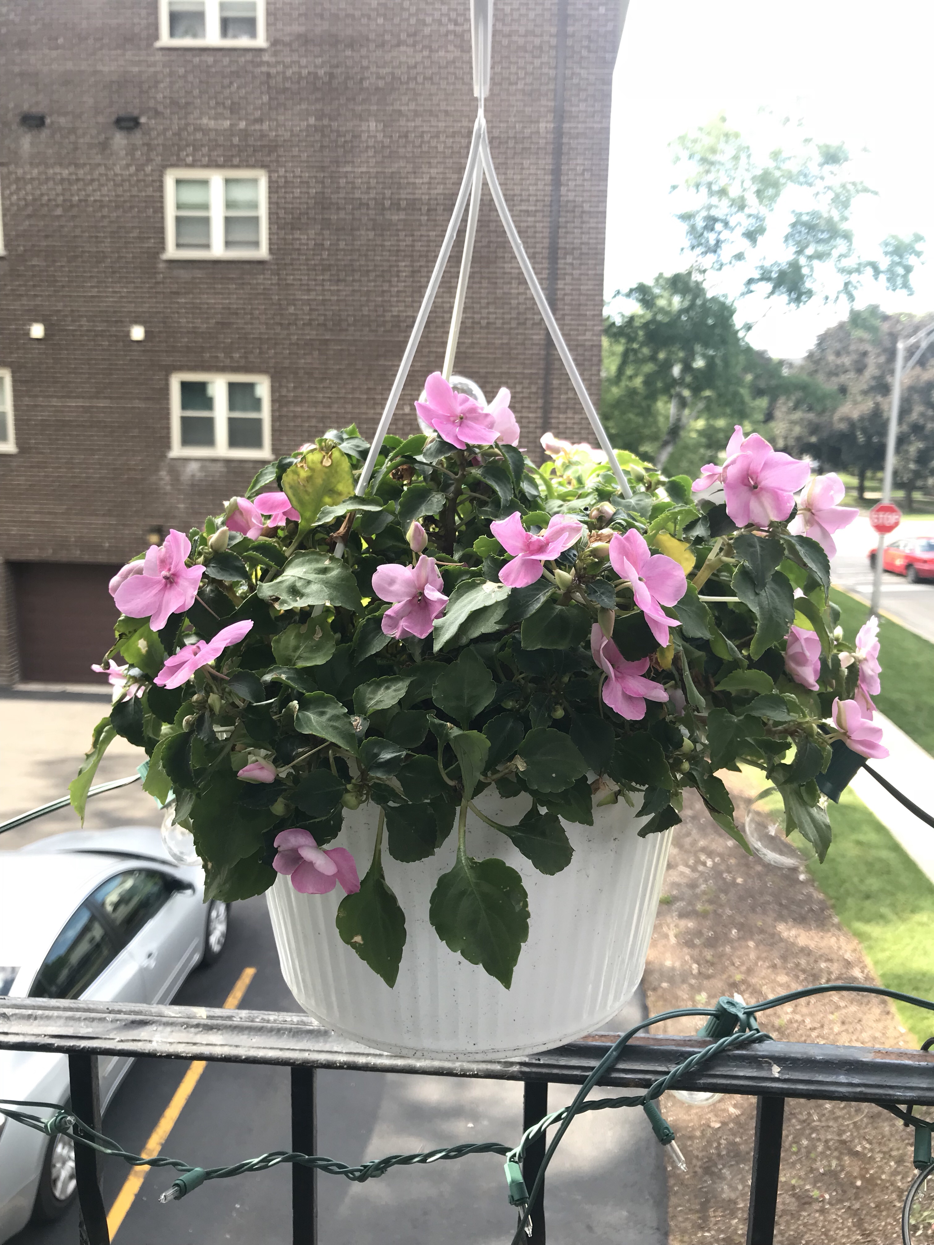 pink impatiens, container garden, lanai garden, balcony garden