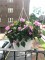pink impatiens, container garden, lanai garden, balcony&nbsp;garden