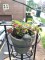 coleus