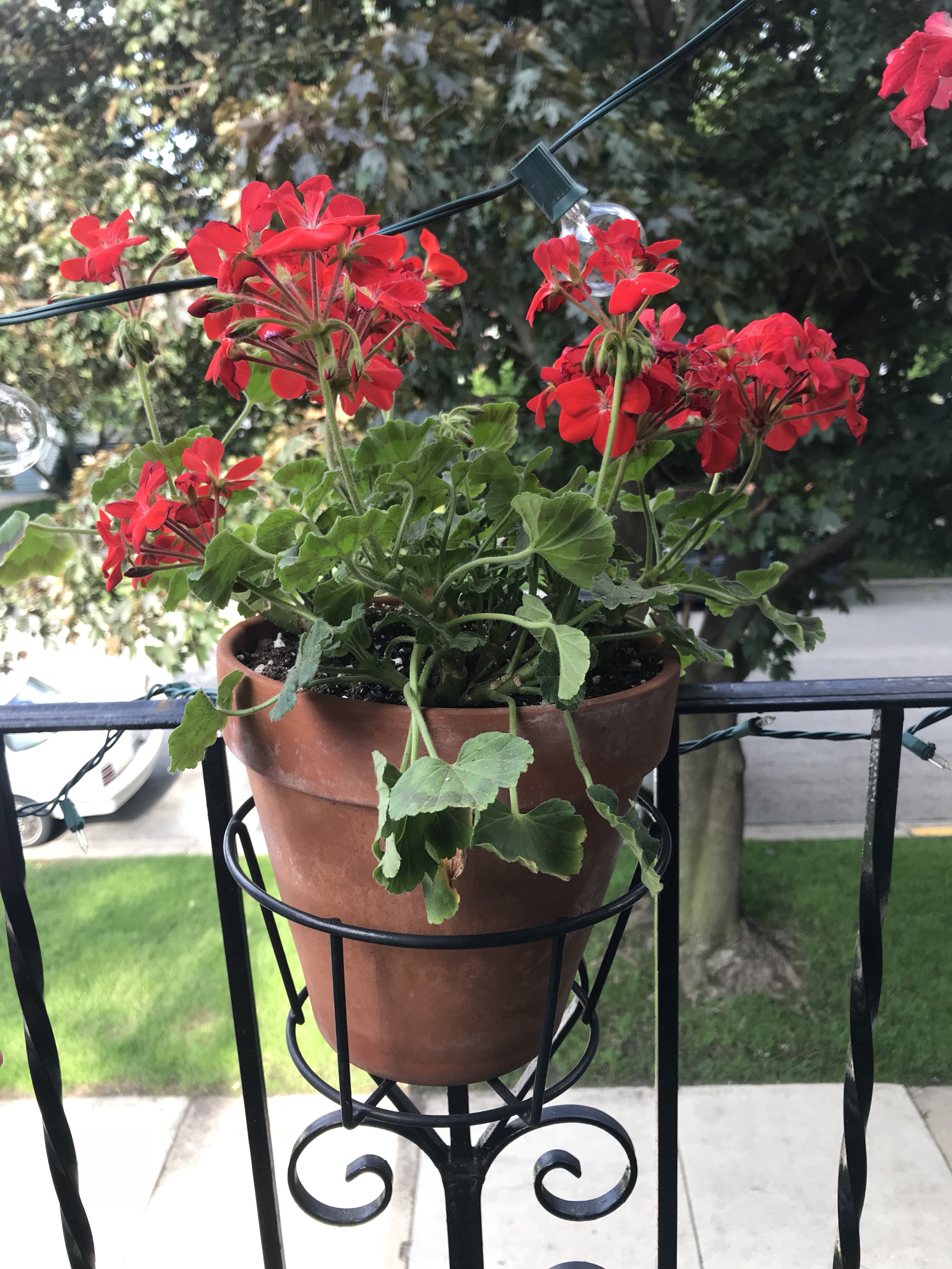 red geranium