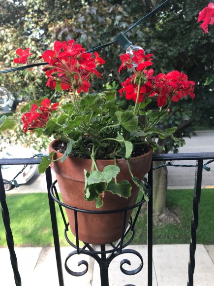 red geranium
