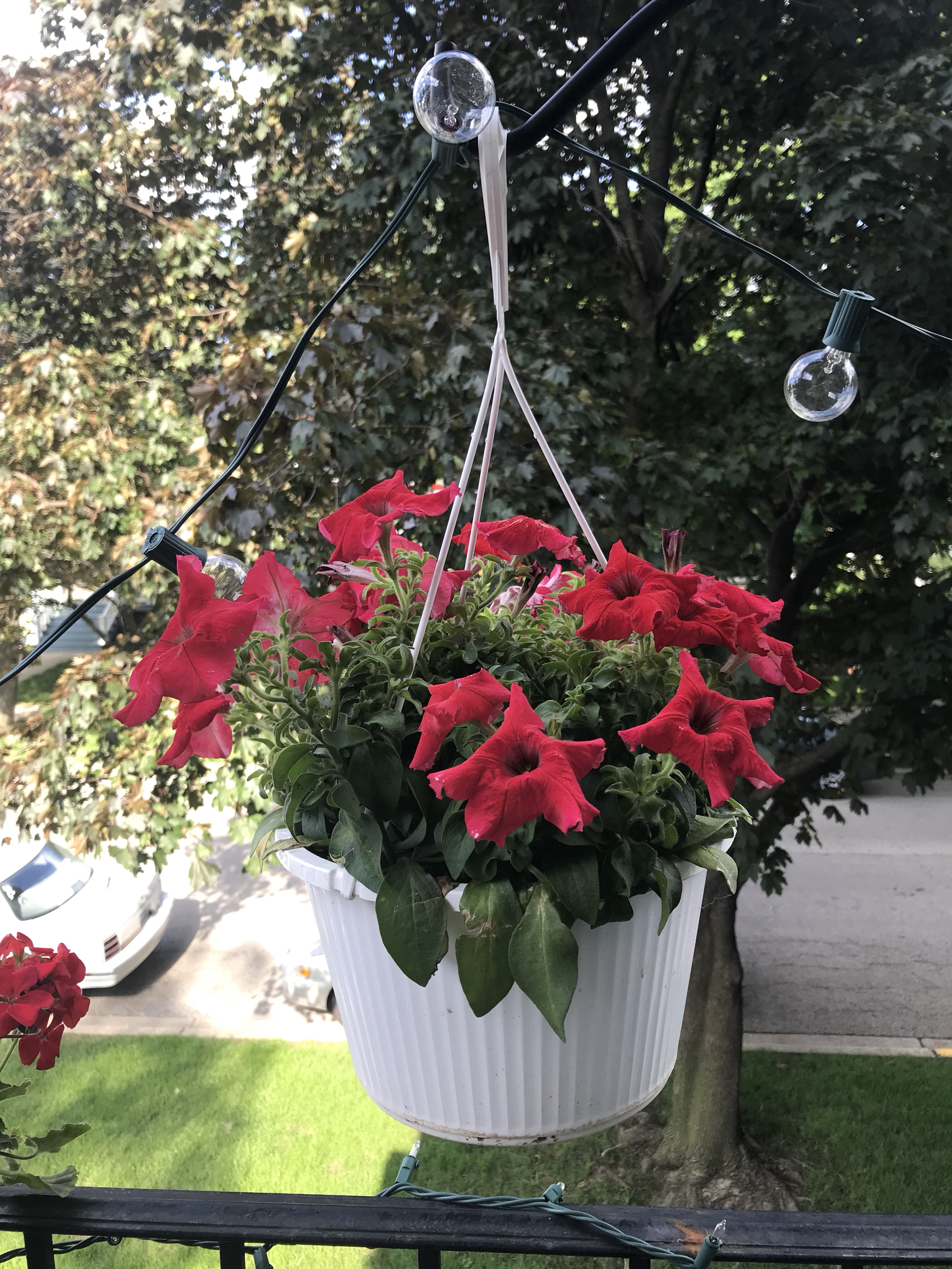 red petunias