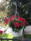 red petunias