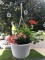 orange petunias, orange&nbsp;geranium