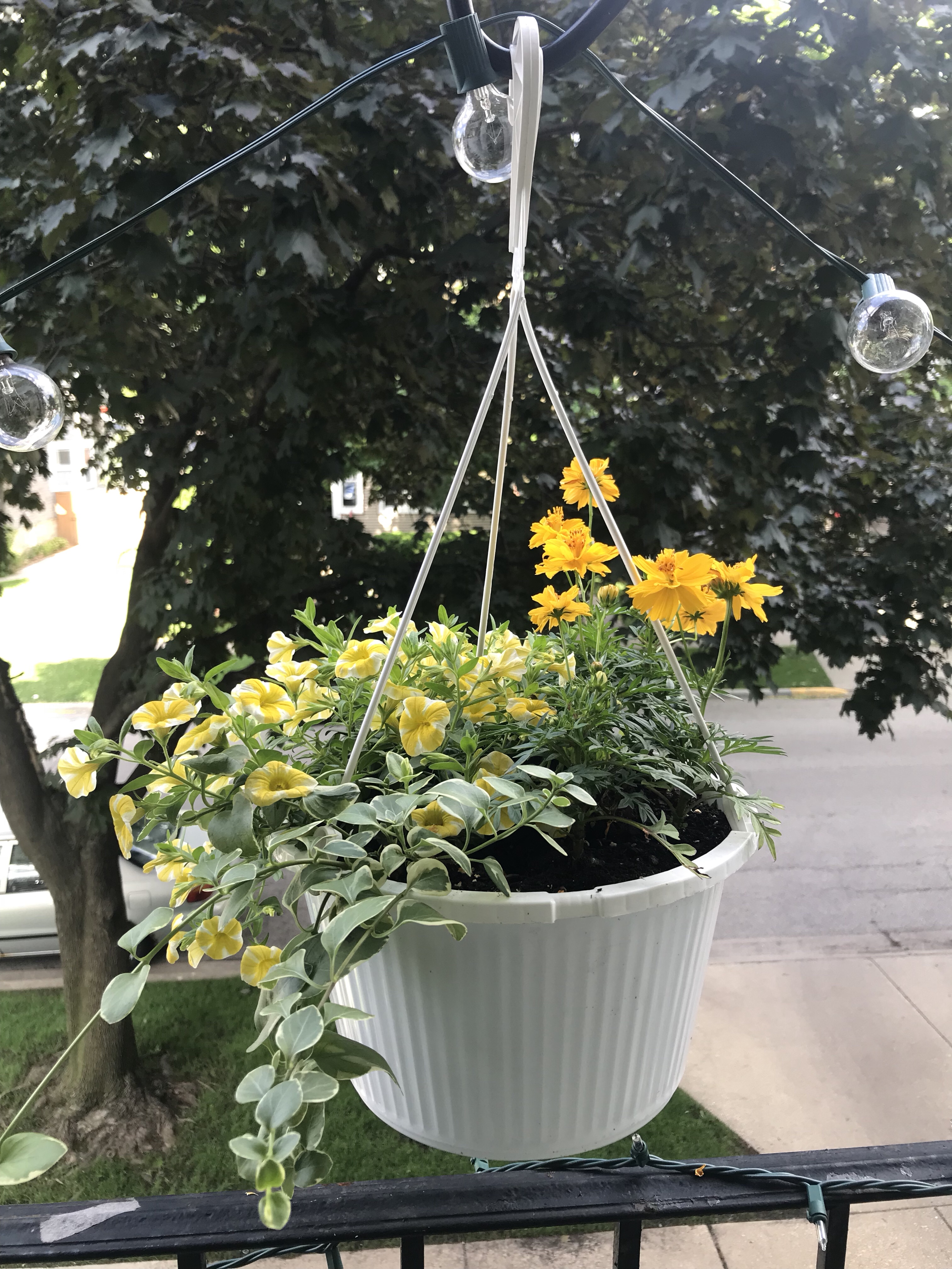 yellow petunias, yellow marigolds