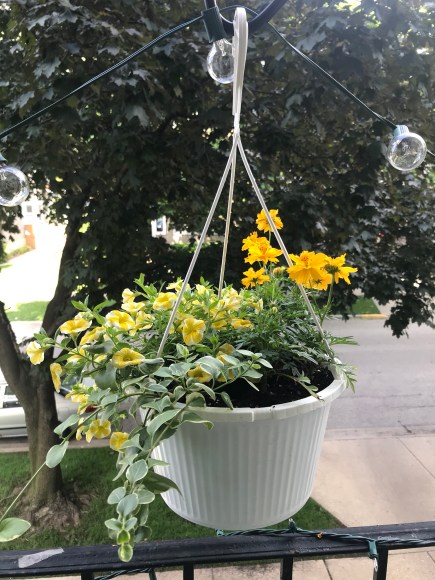 yellow petunias, yellow marigolds