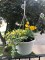 yellow petunias, yellow&nbsp;marigolds
