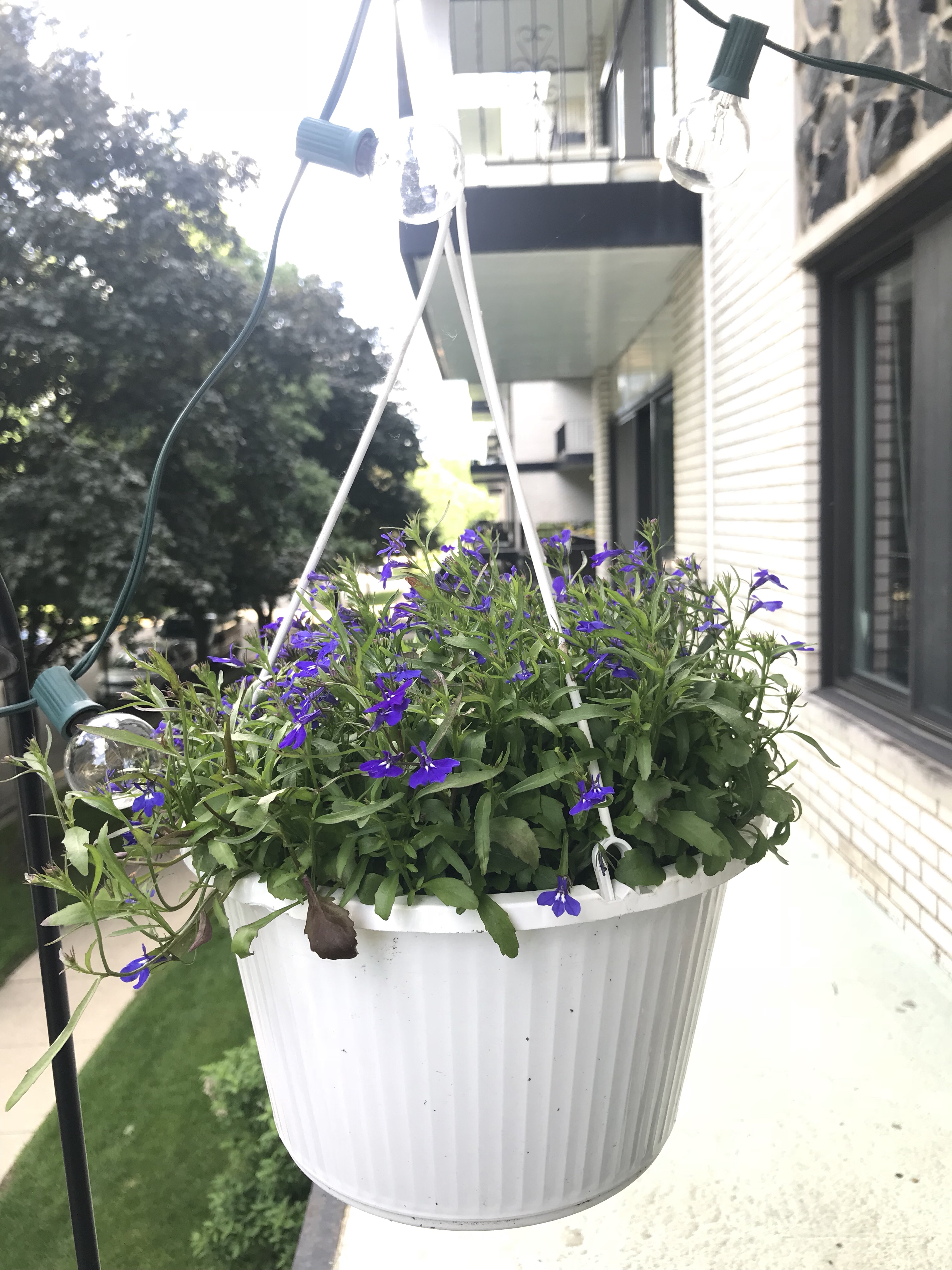 lobelia