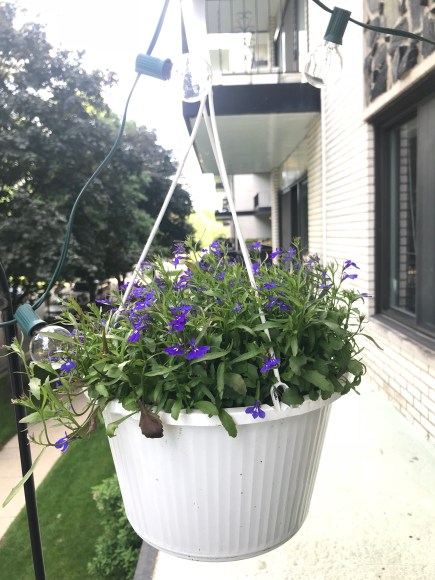 lobelia