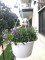 lobelia