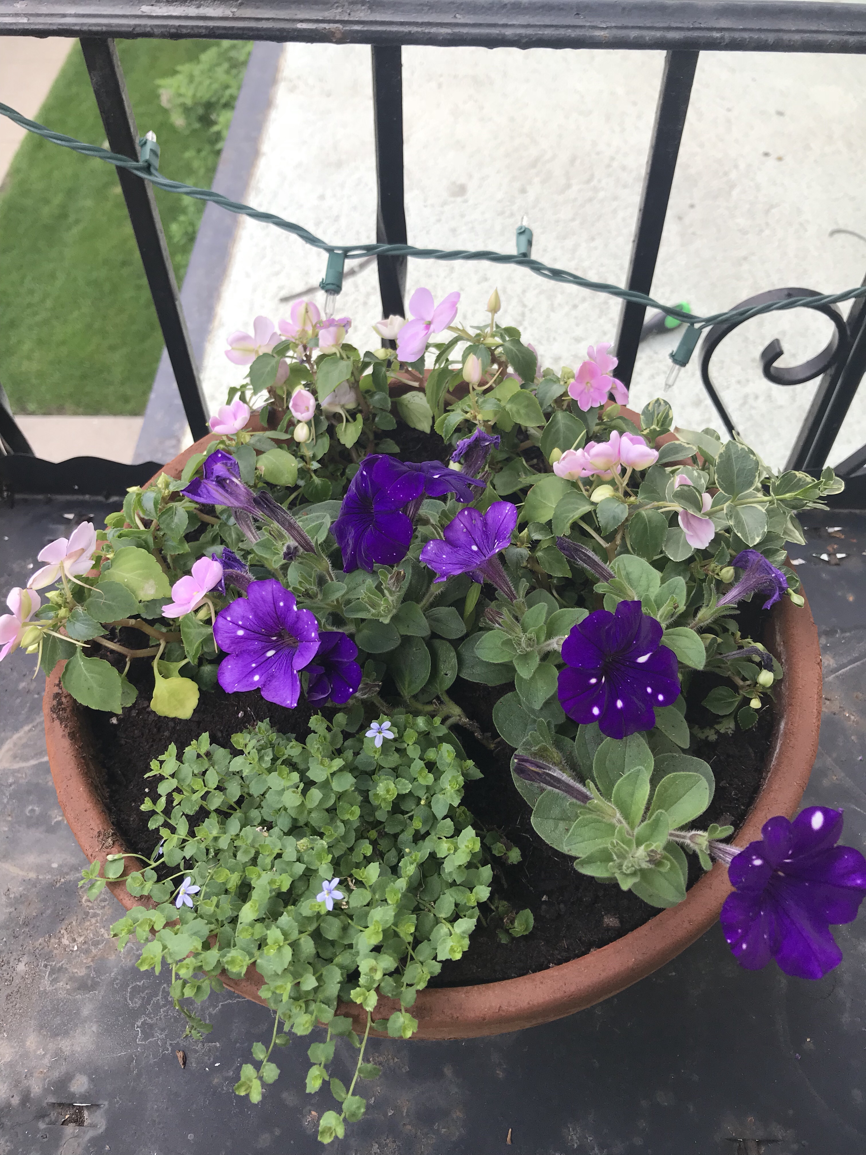 purple flowers, impatiens, story night petunias, fairy flowers