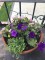 purple flowers, impatiens, story night petunias, fairy&nbsp;flowers