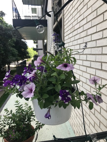 starry night petunias, night sky petunias