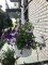 starry night petunias, night sky&nbsp;petunias