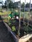 plot 6, forest park community garden, raised bed gardening, square foot garden, community garden,&nbsp;#plot6