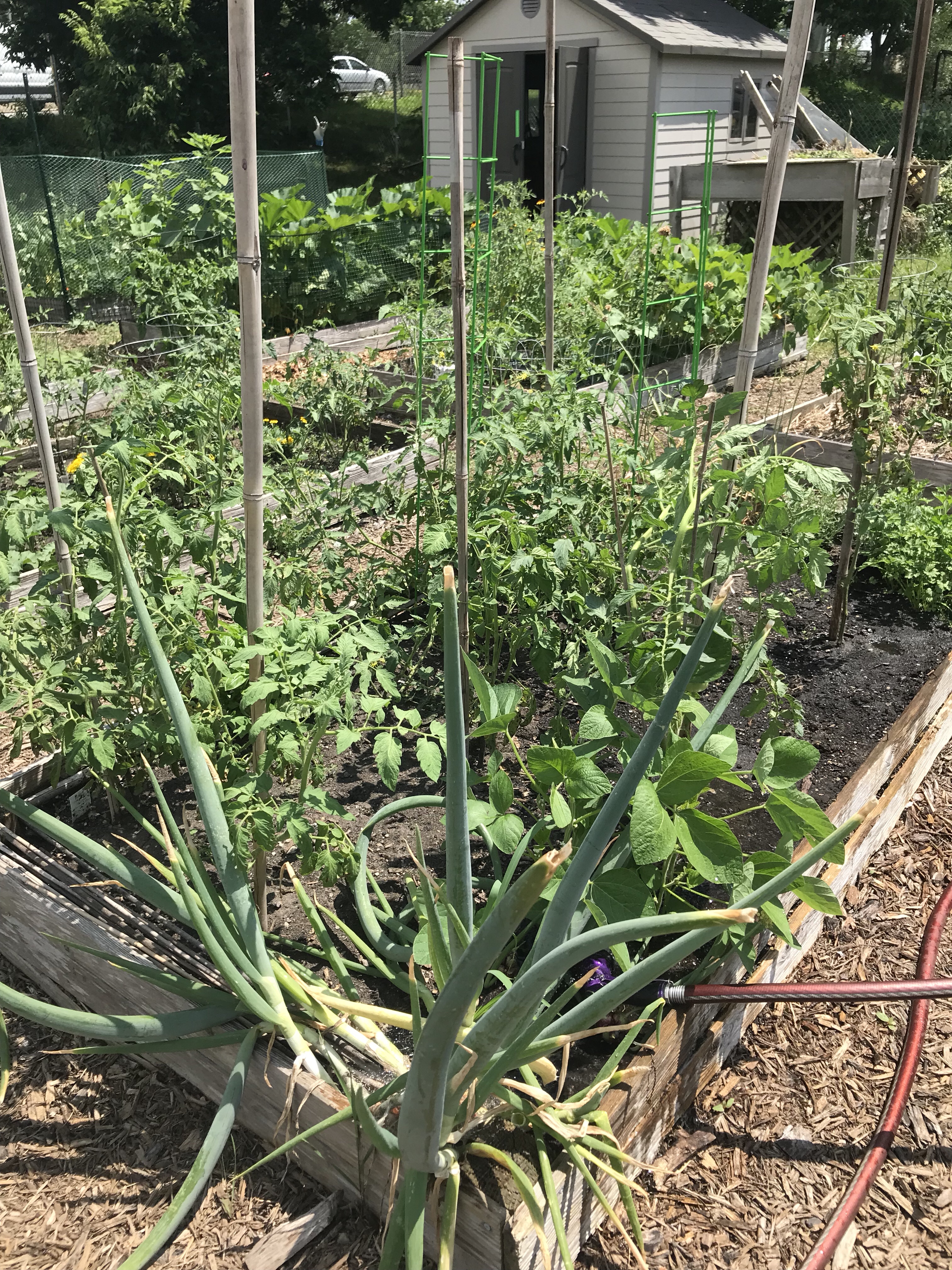 plot 6, forest park community garden, community gardening, raised bed gardening