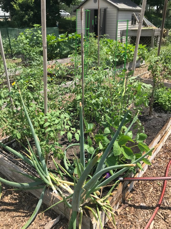 plot 6, forest park community garden, community gardening, raised bed gardening