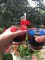 cherry manhattans, vintage glasses, july&nbsp;4th