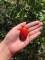 plot 6 first tomato 2018, Juliet&nbsp;tomato