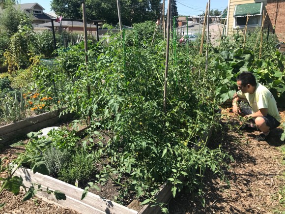 plot 6, tomato jungle, forest park community garden, community garden, raised bed