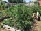 plot 6, tomato jungle, forest park community garden, community garden, raised&nbsp;bed