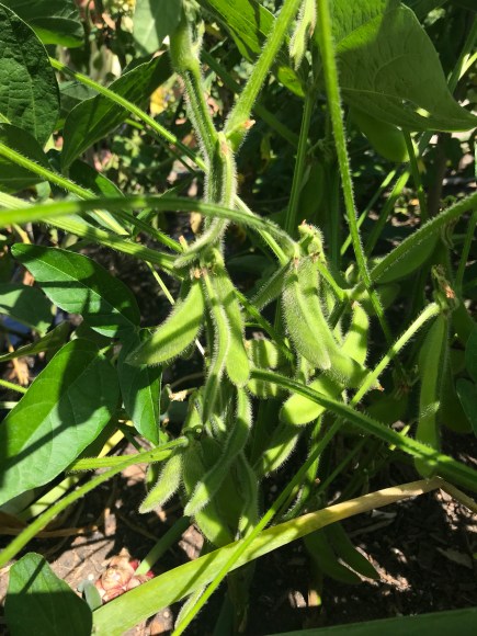 edamame, forest park community garden, plot 6