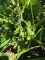edamame, forest park community garden, plot&nbsp;6