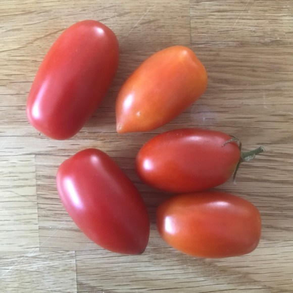 tiny tomato harvest, plot 6, forest park community garden, juliet tomatoes
