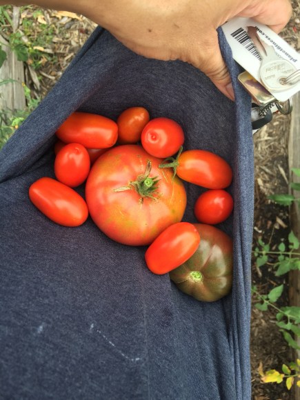 red tomatoes, plot 6, forest park community garden, big boy