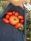 red tomatoes, plot 6, forest park community garden, big&nbsp;boy