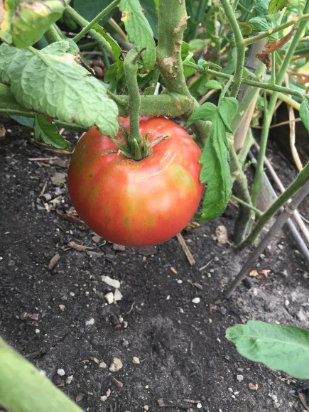 red tomatoes, plot 6, forest park community garden, big boy