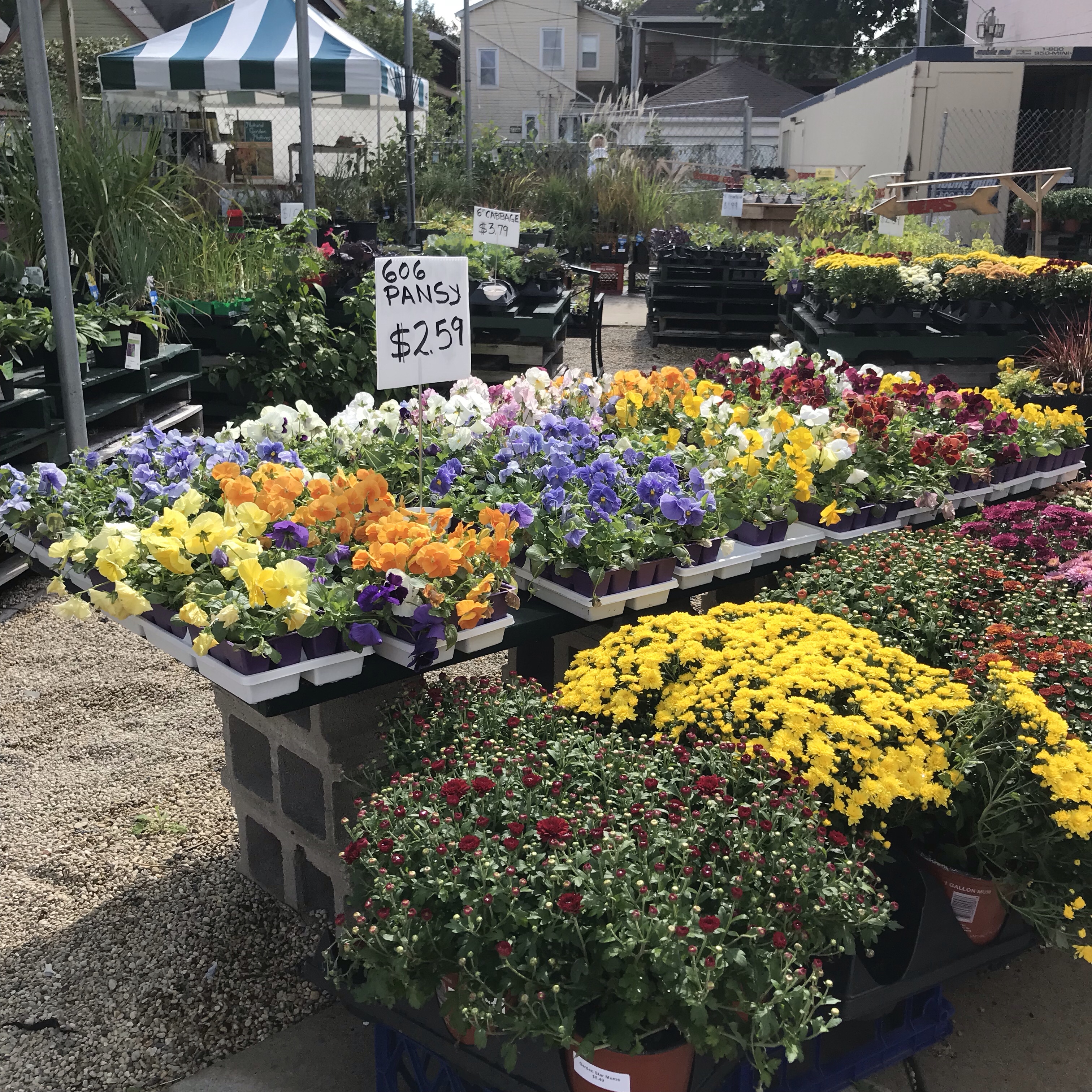 empowering gardens, fall pansies, fall flowers, garden center, mums