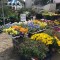 empowering gardens, fall pansies, fall flowers, garden center,&nbsp;mums
