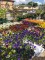 empowering gardens, fall pansies, fall flowers, garden&nbsp;center