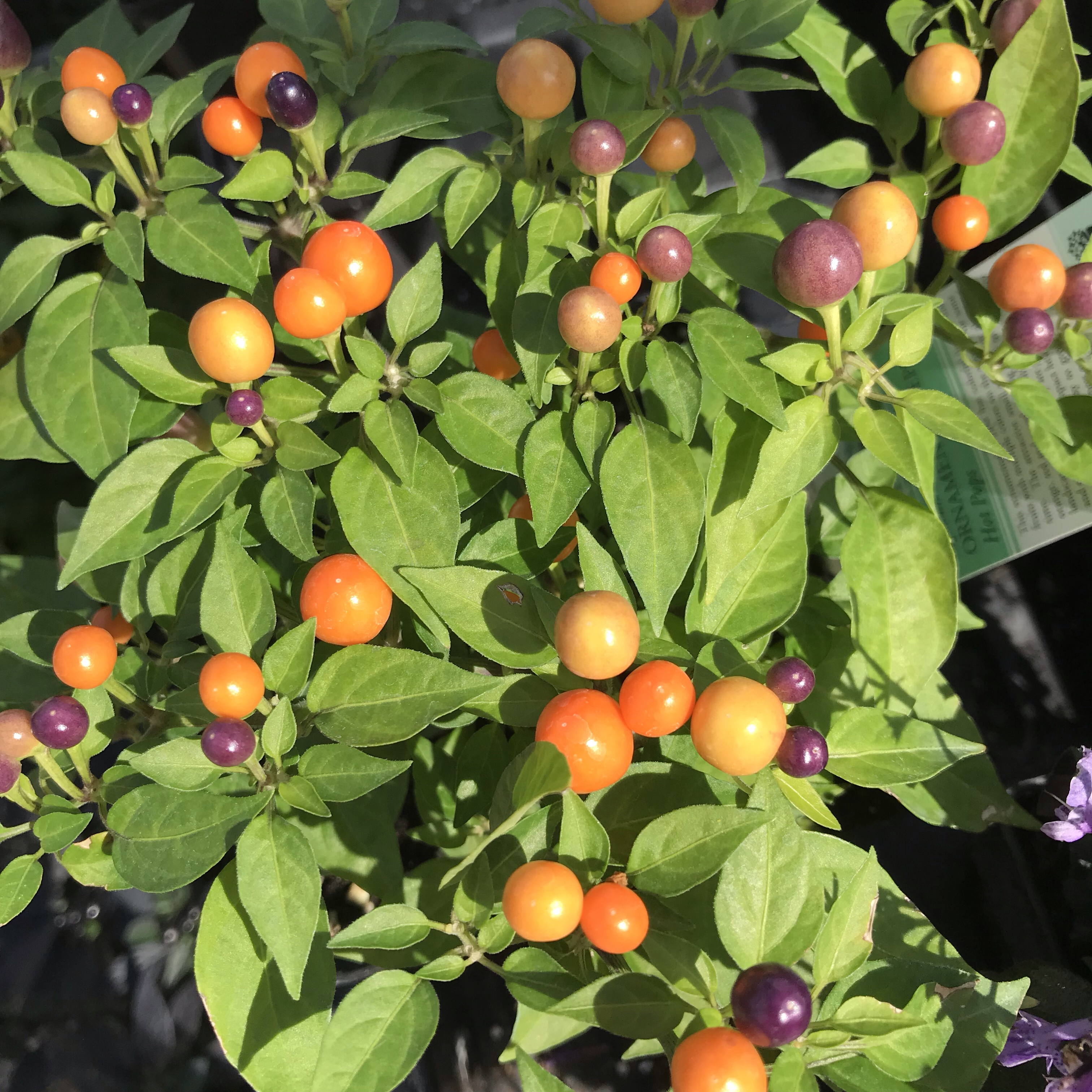 empowering gardens, ornamental pepper, fall flowers, garden center