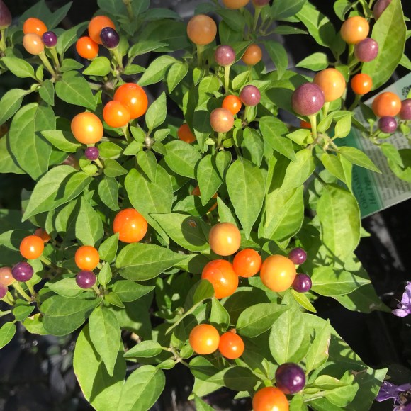 empowering gardens, ornamental pepper, fall flowers, garden center