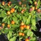 empowering gardens, ornamental pepper, fall flowers, garden&nbsp;center