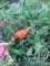plot 6, forest park community garden, community garden plot, tom thumb&nbsp;carrot