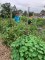 plot 6, forest park community garden, community garden&nbsp;plot