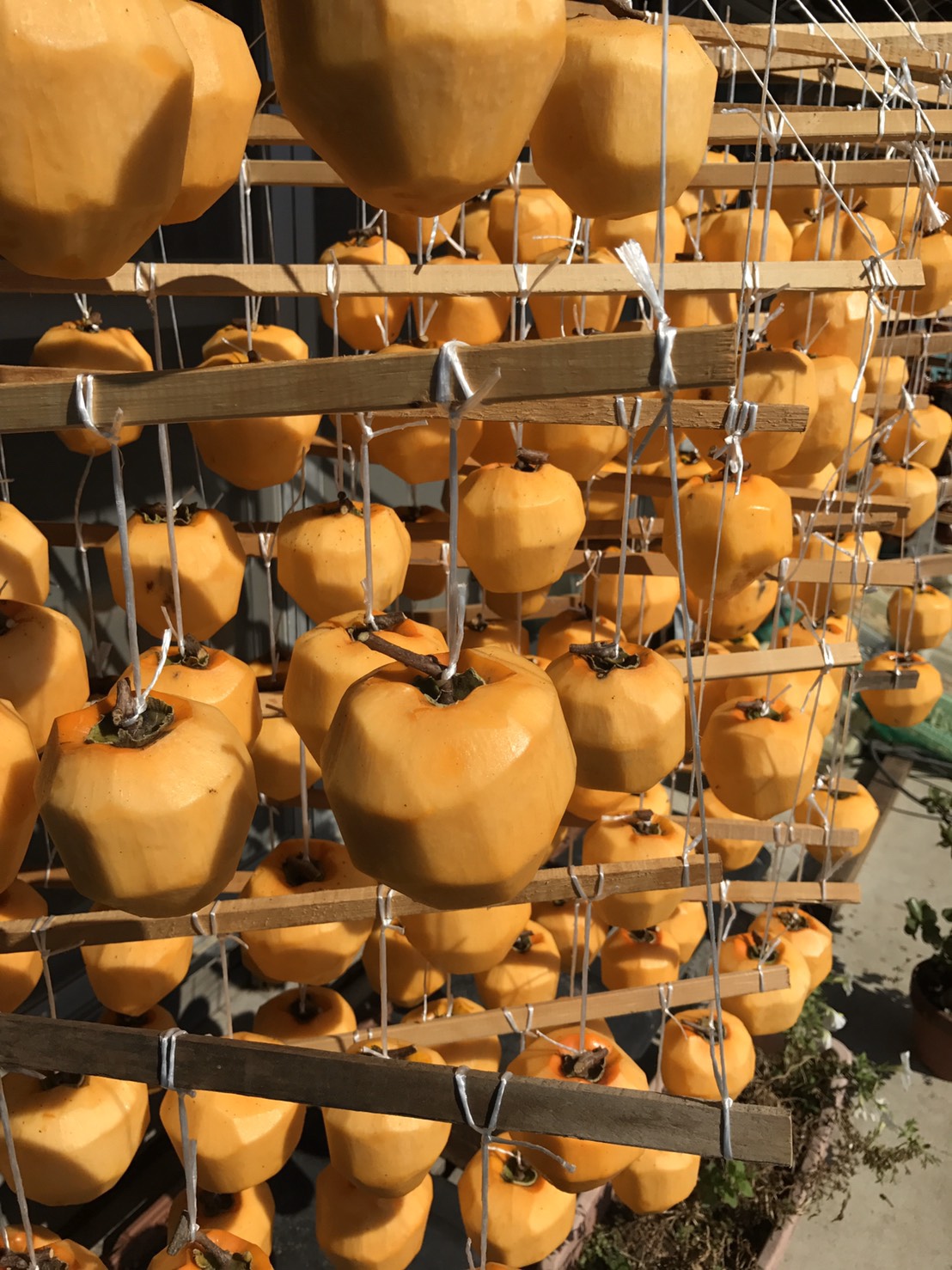 persimmons drying 