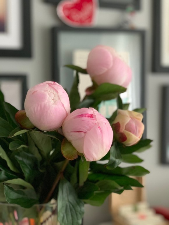 peonies 