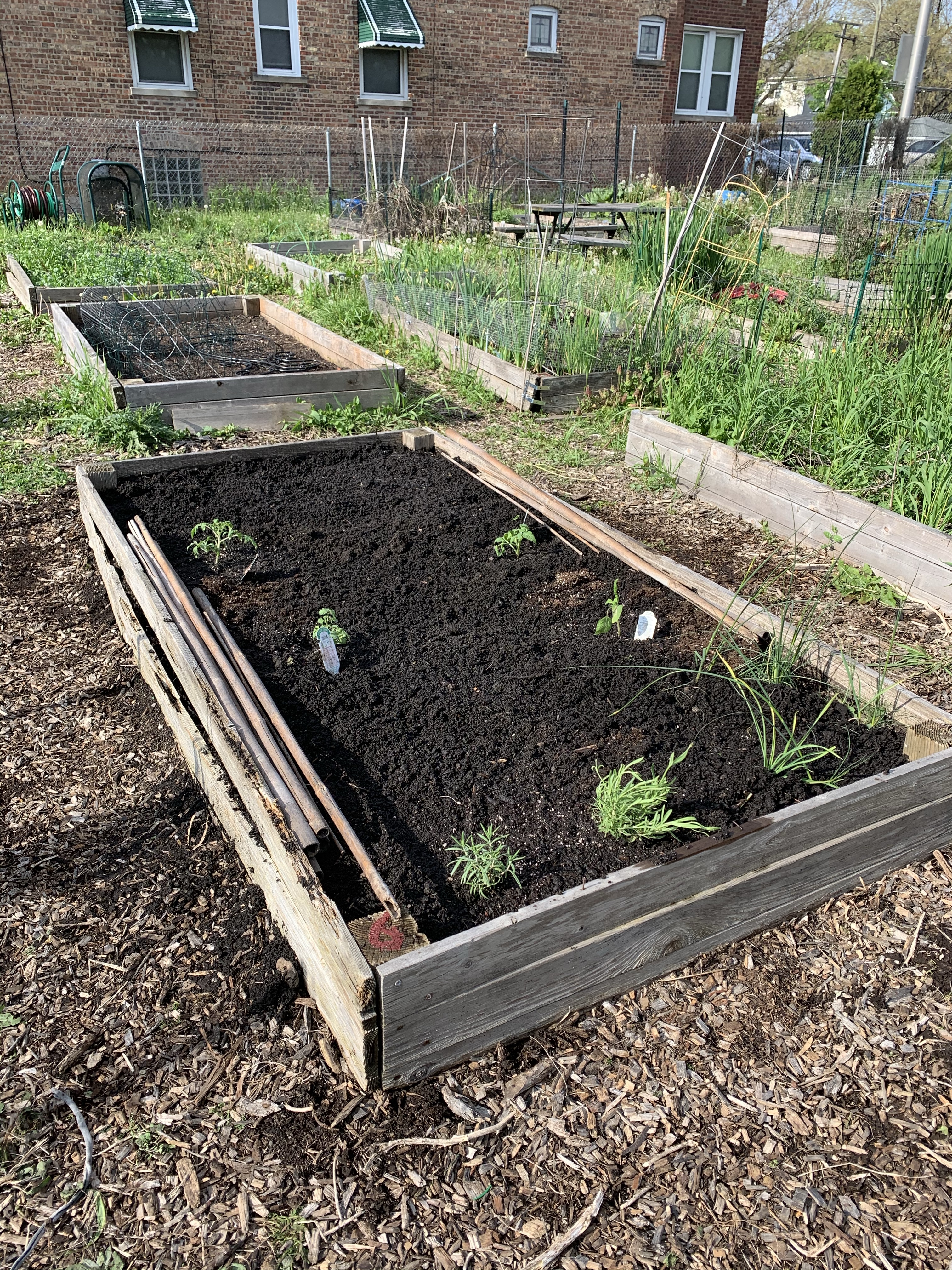 plot 6, forest park community garden, forest park, community garden